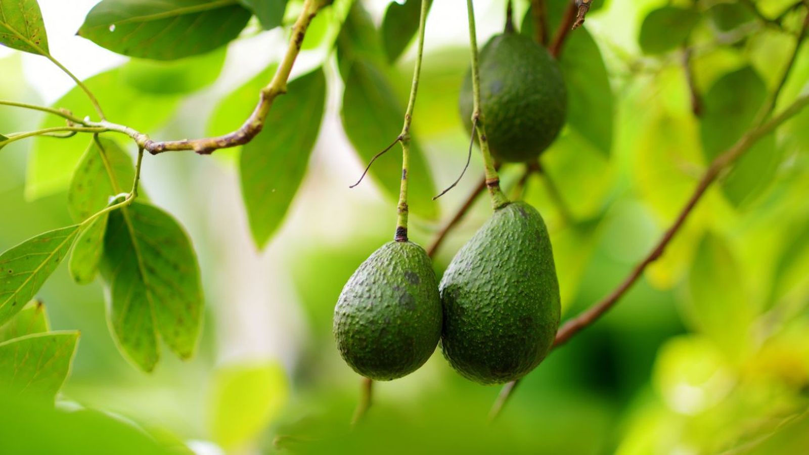 cuidados planta aguacate