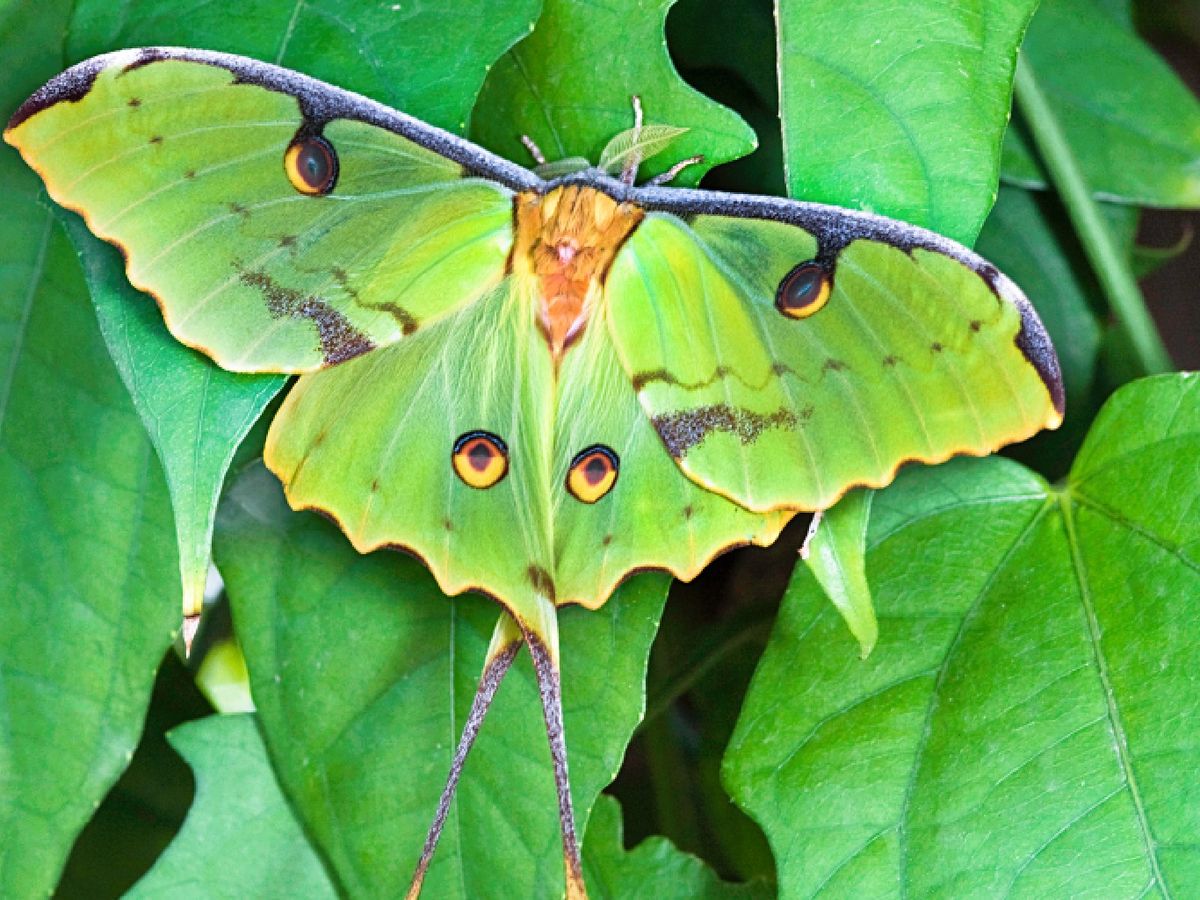 Todos los animales necesitan comida para desarrollarse