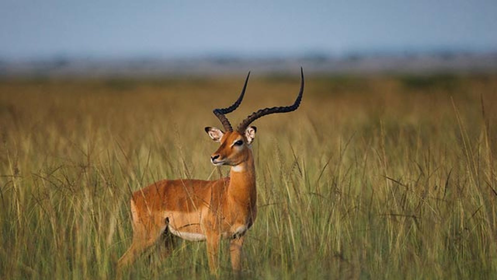 antilope antilope