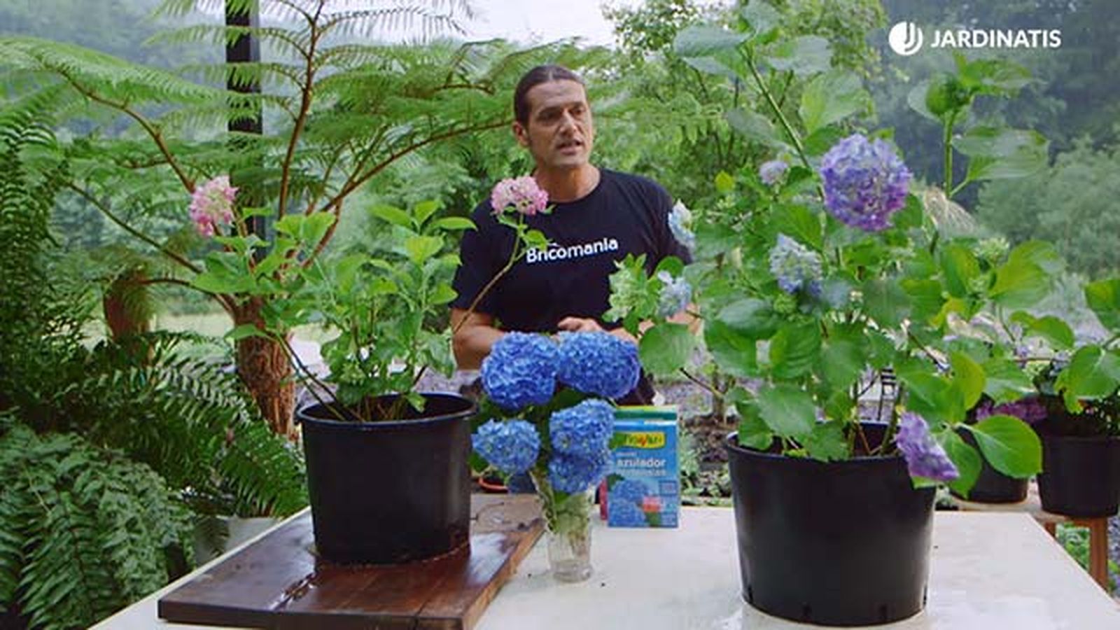 potenciar color hortensias ejemplo cal brico 0917 3 potenciar color hortensias ejemplo cal brico 0917 3