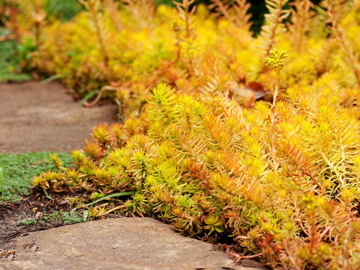 Sedum reflexum.
