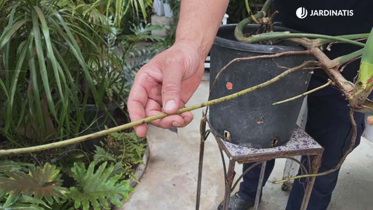 raices aereas de la costilla de adan monstera deliciosa utilidad