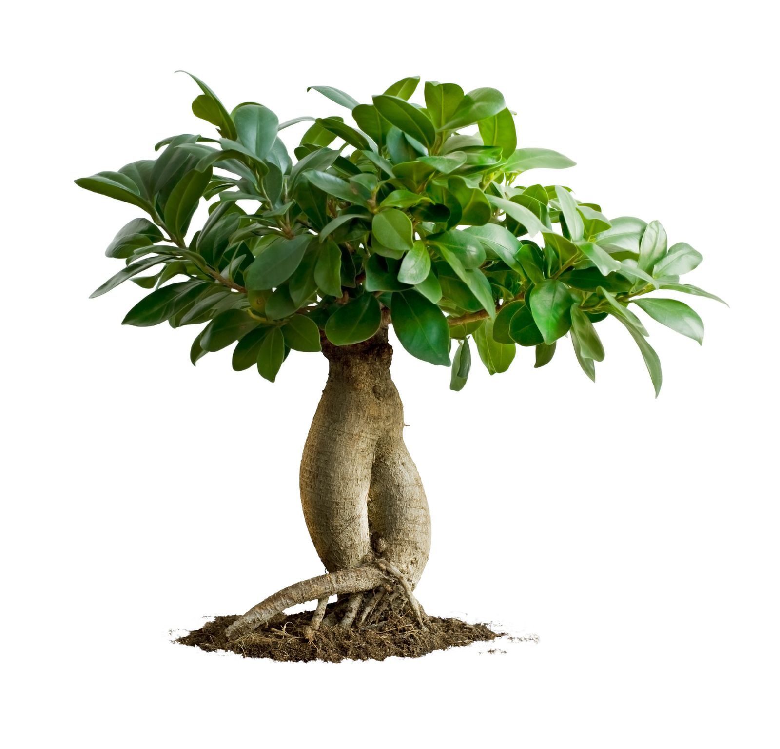 plantas esculturas xl
