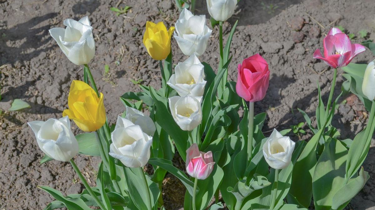 bulbo de tulipan plantar otono