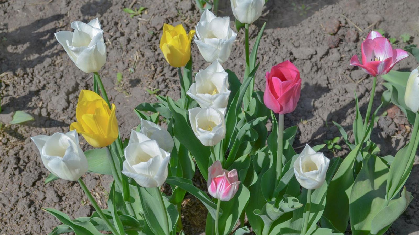 bulbo de tulipan plantar otono bulbo de tulipan plantar otono