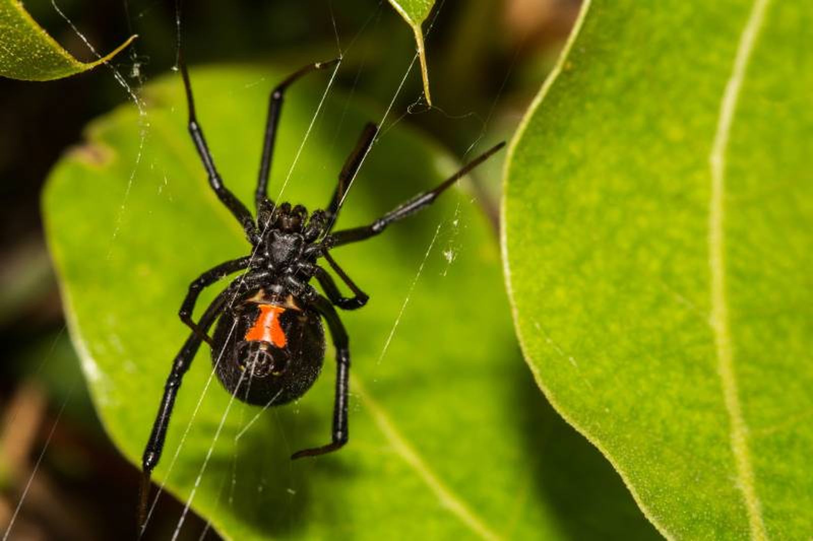 La hembra de la viuda negra a menudo se come al macho justo después del apareamiento. La hembra de la viuda negra a menudo se come al macho justo después del apareamiento.
