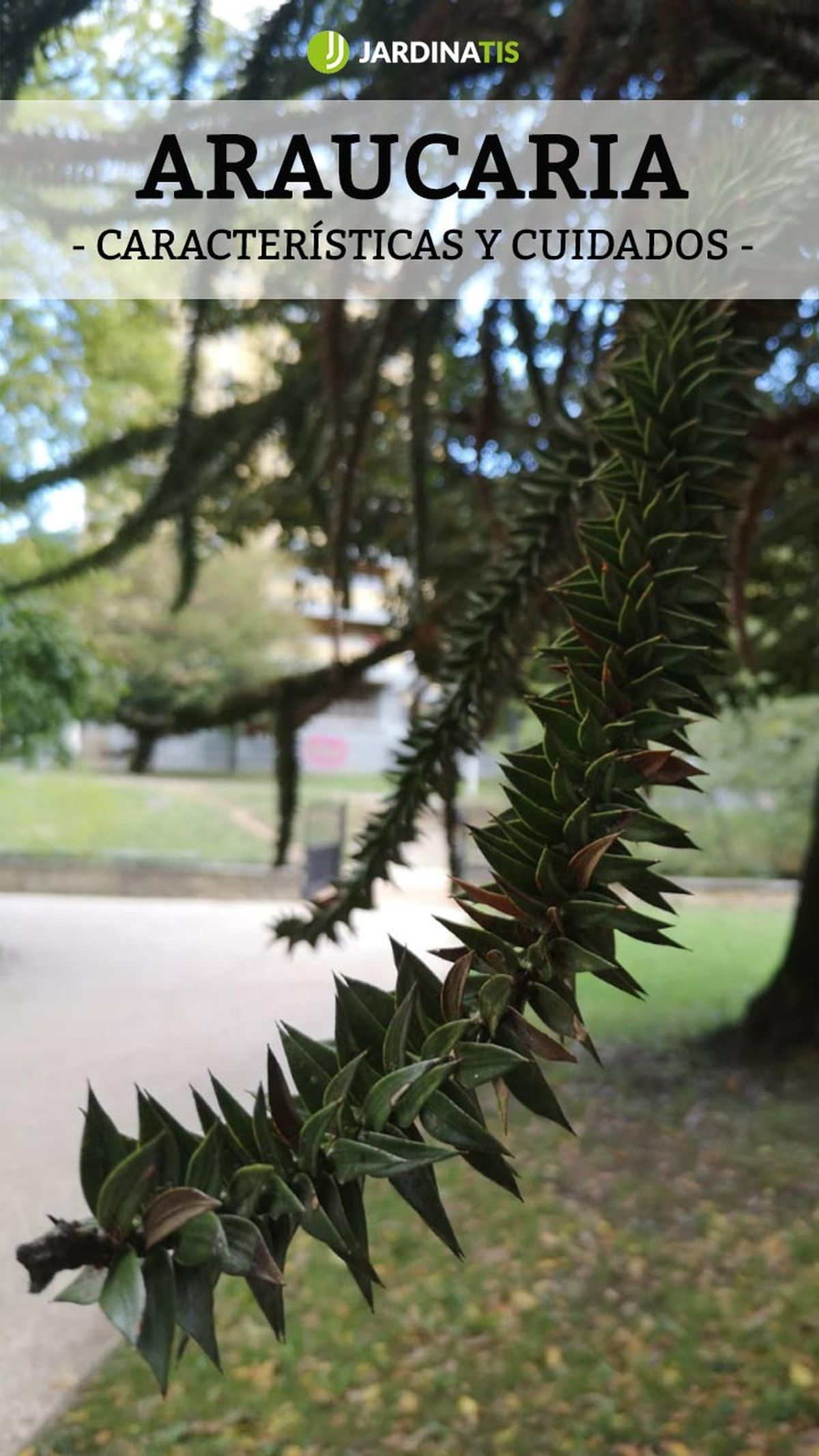 araucaria araucana pin