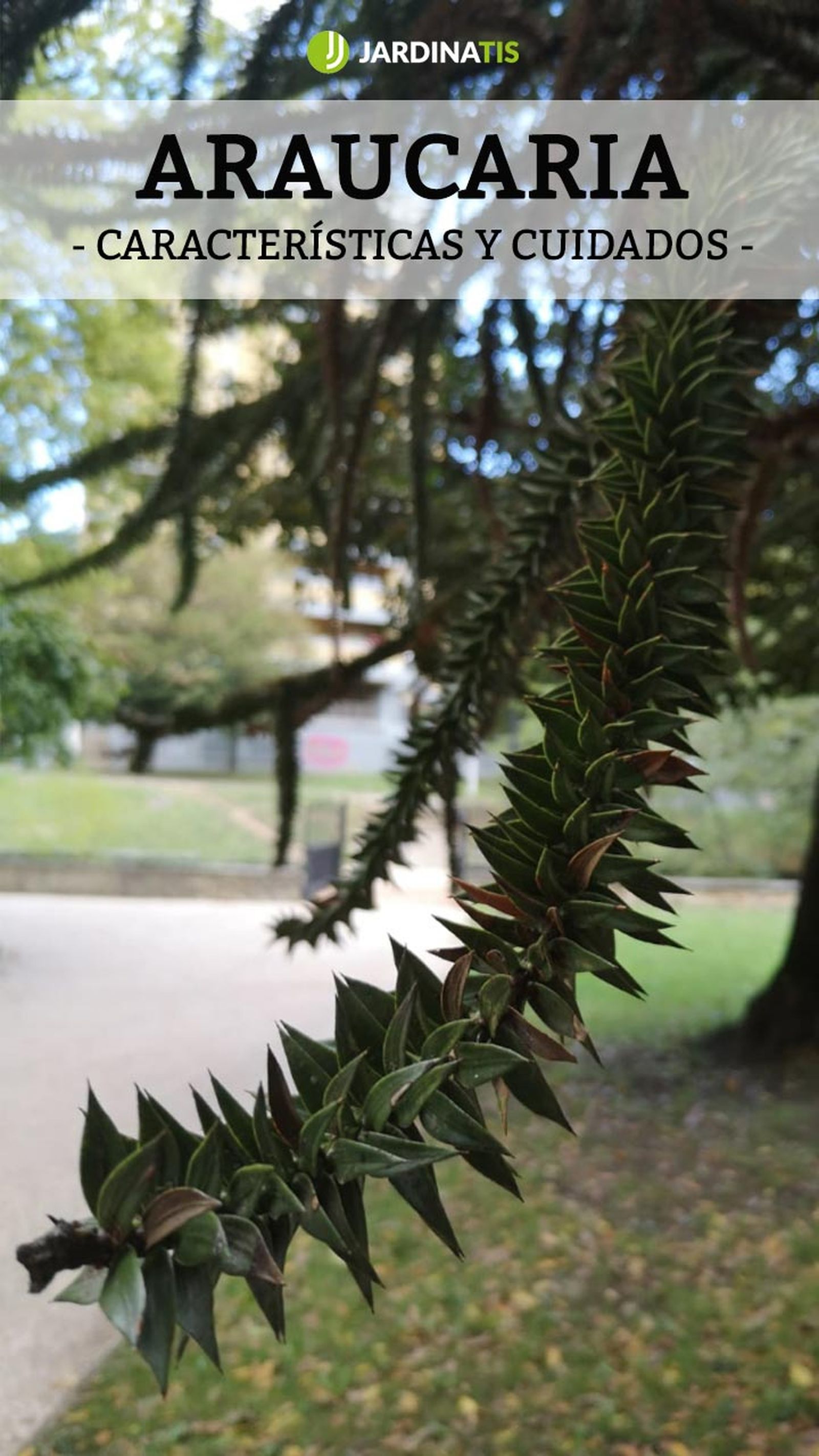 araucaria araucana pin araucaria araucana pin
