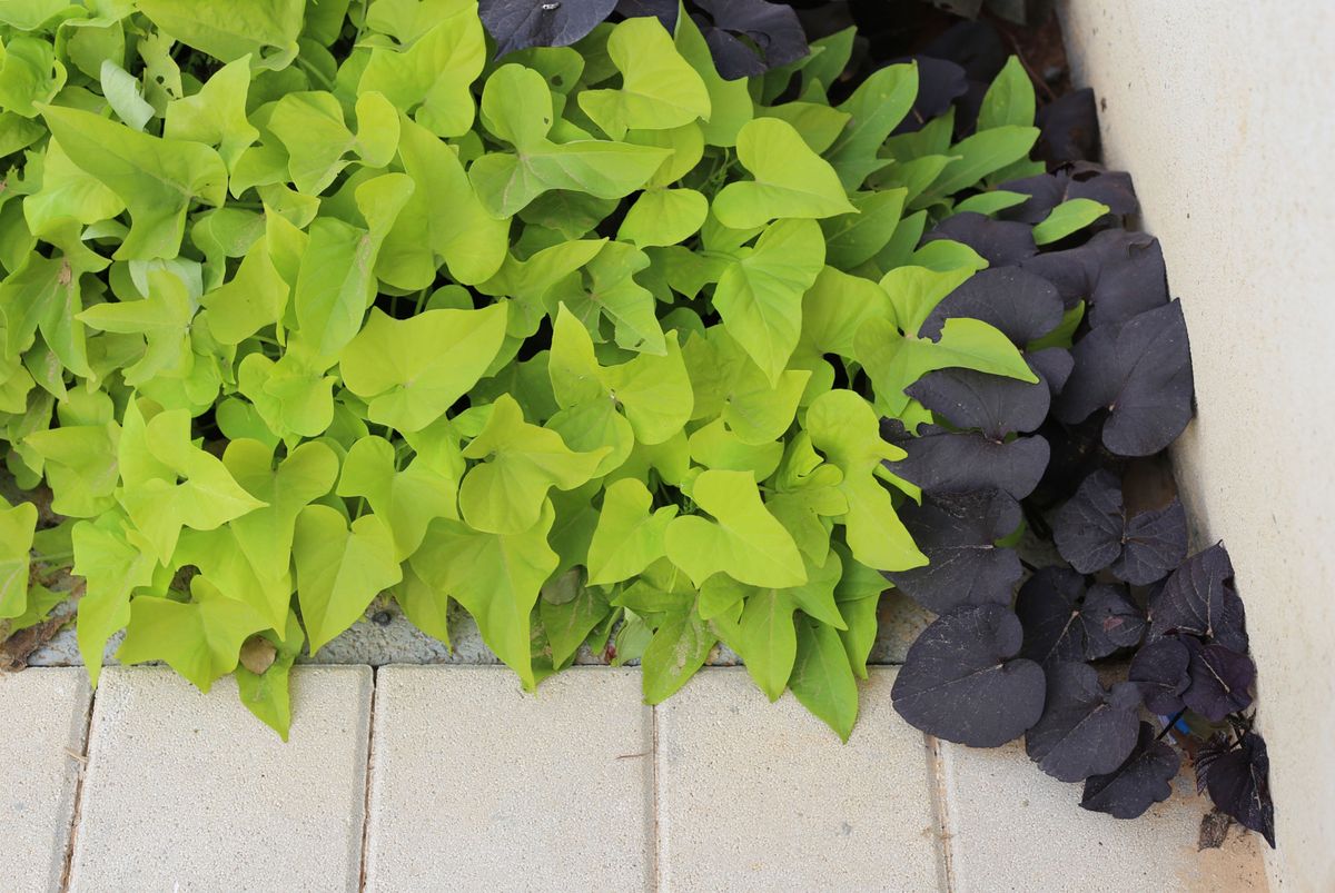 Ipomoea batata en el jardín