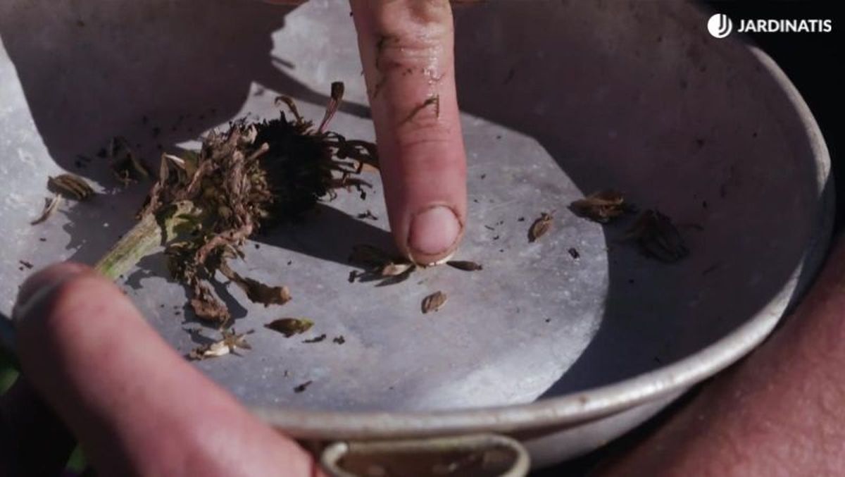 Semillas de zinnia recién cosechadas