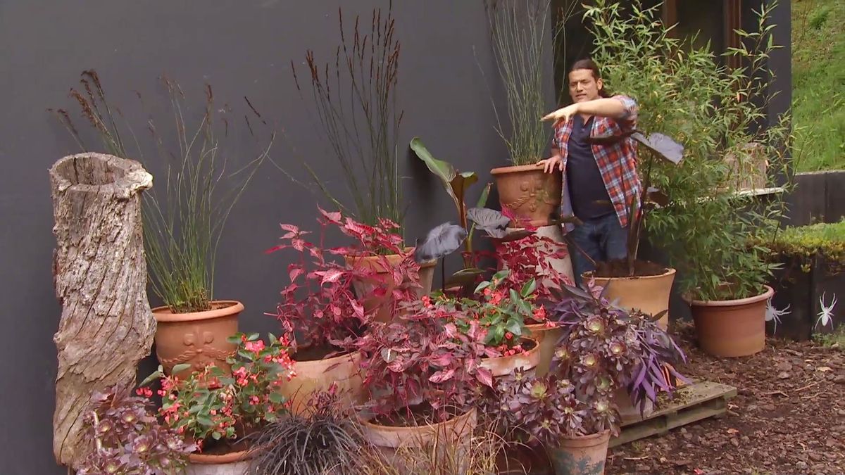 deco 0656 composicion fucsia iresine detalle