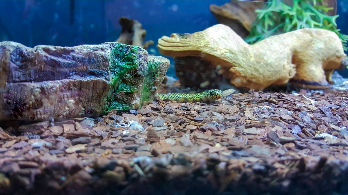 terrario serpiente