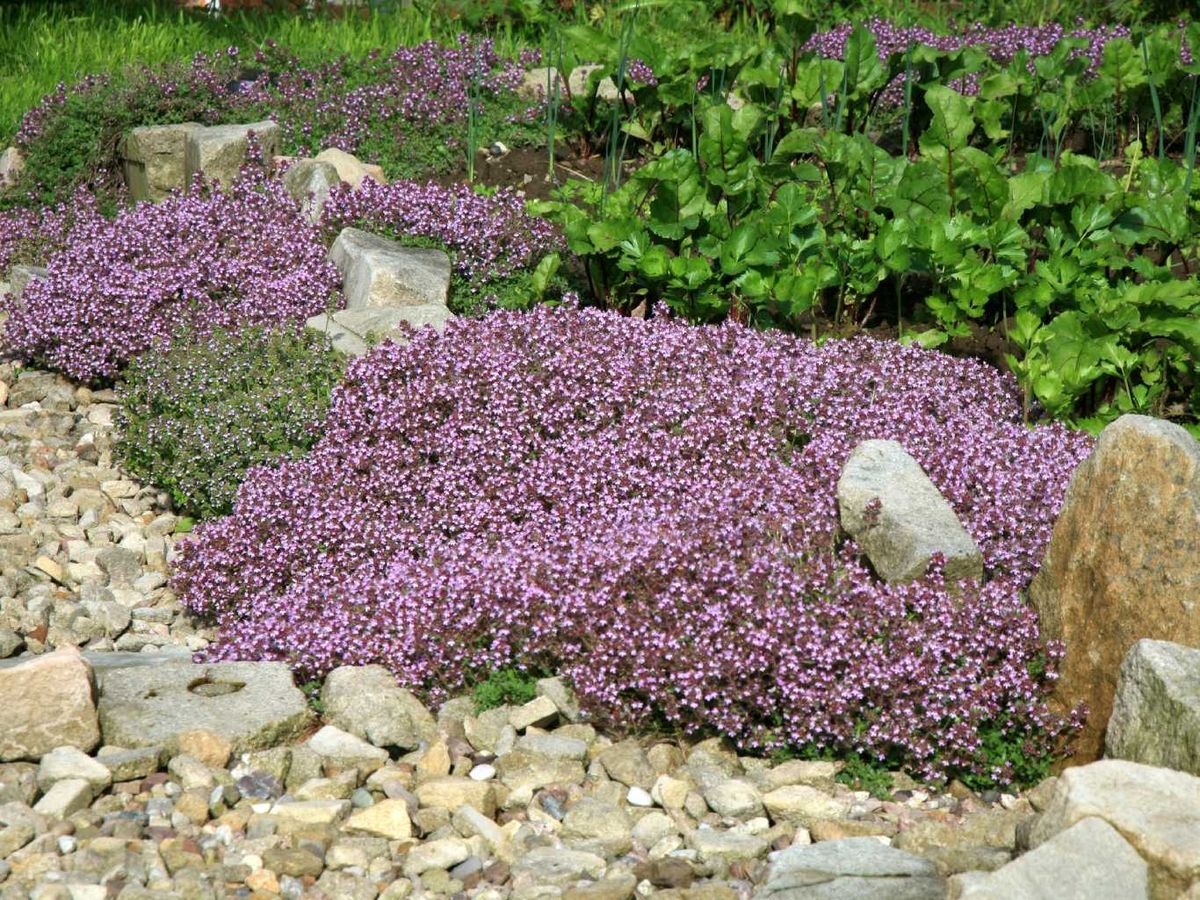 Thymus serpyllum.