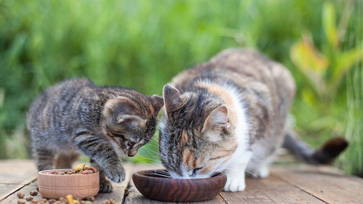 gato joven y gato mayor
