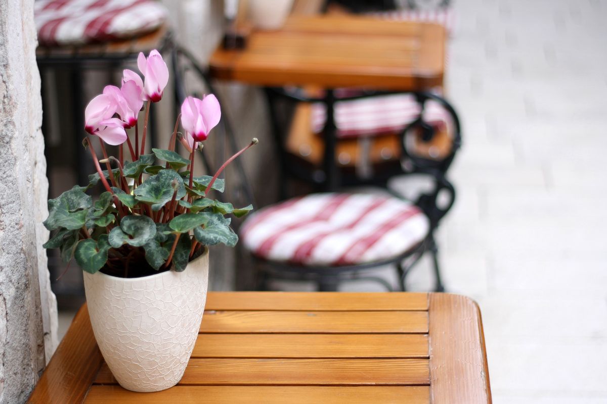 5 plantas que no debes dejar escapar este otoño ciclamenes 2