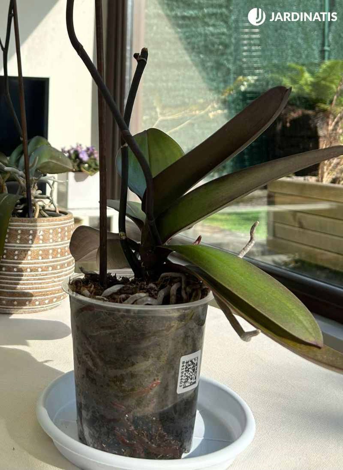 Tiesto trasparente para orquídeas