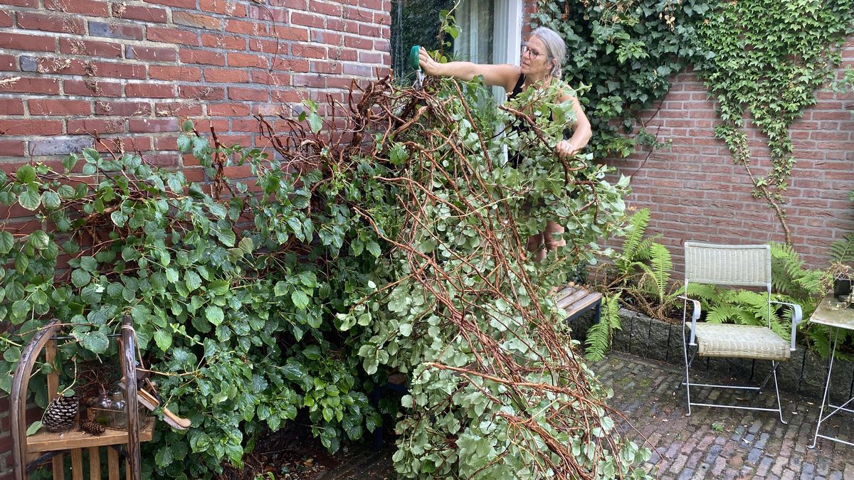 Los árboles jóvenes se pueden recuperar más fácil