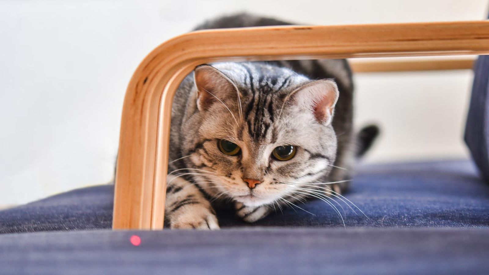 articulos mascotas felices 10 laser gato articulos mascotas felices 10 laser gato