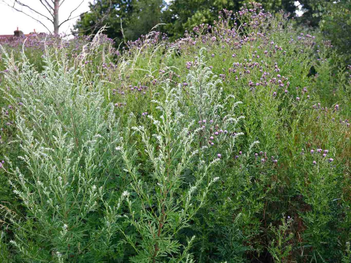 Crece de forma silvestre en zonas poco exigentes.