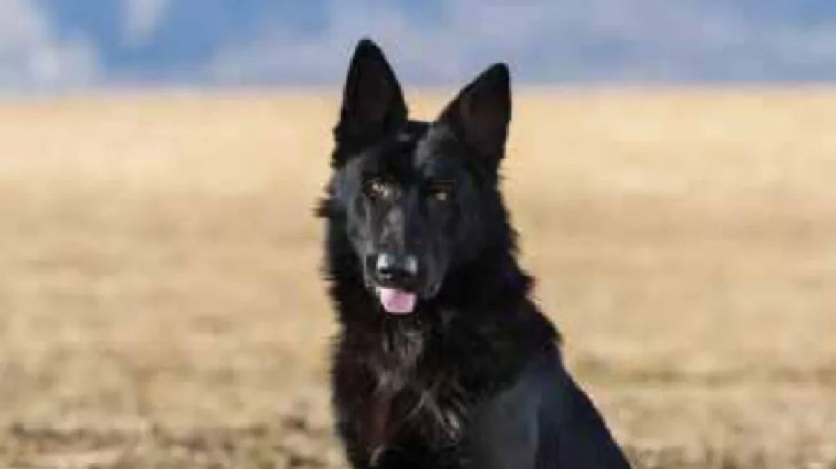 perros que parecen lobos calupoh