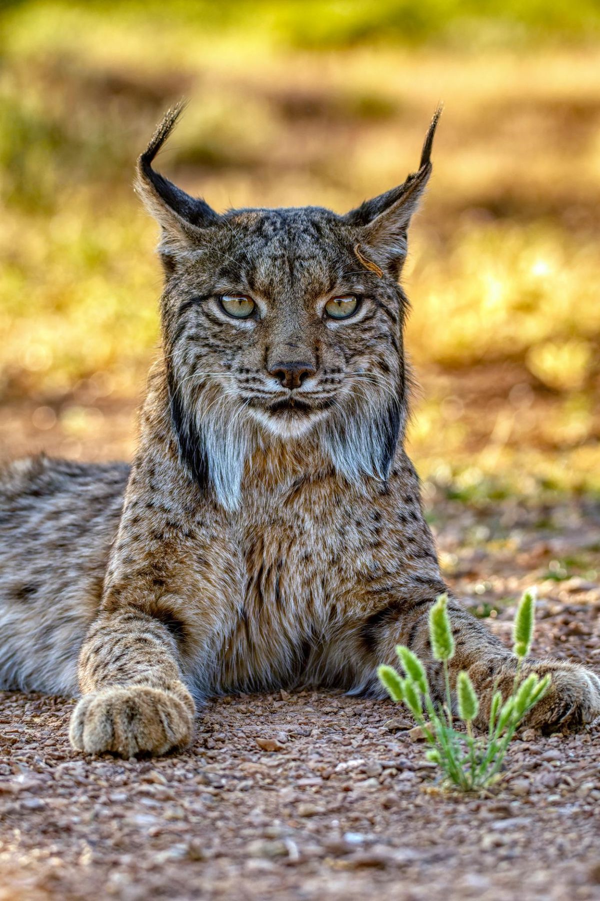 Lince ibérico (Lynx pardinus).