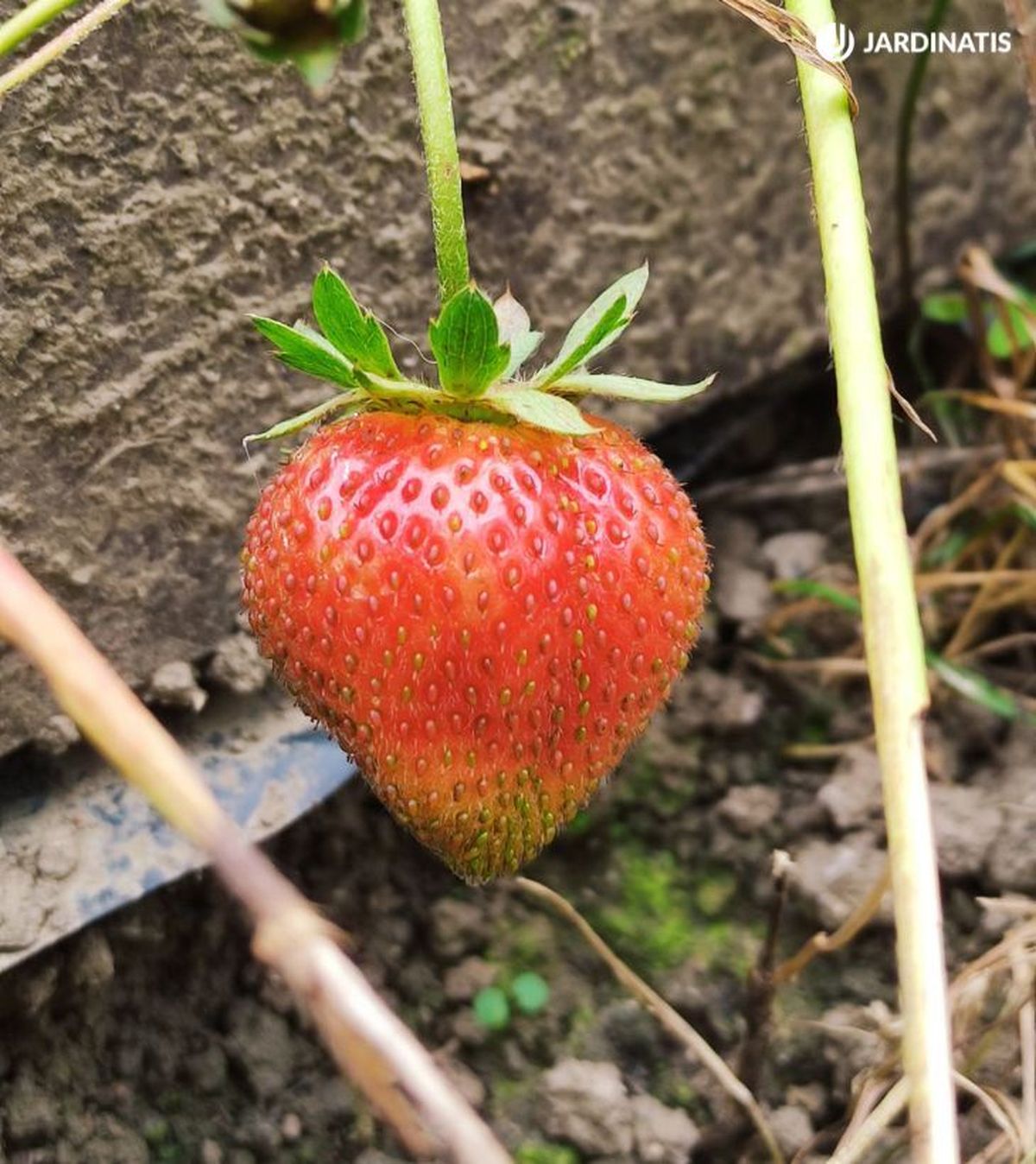 plantar Fragaria x ananassa