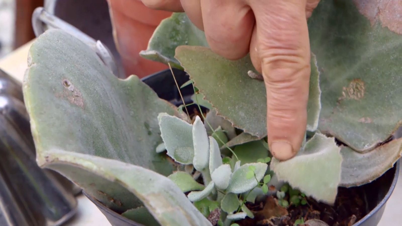 brico 933 3 kalanchoe beharensis eaquejes