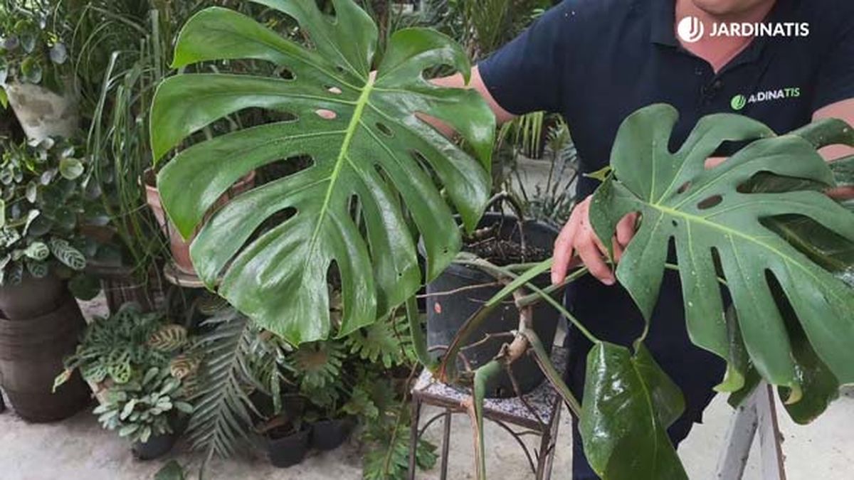 variedad costilla adan de hoja grande con los caracteristicos orificios jardinatis
