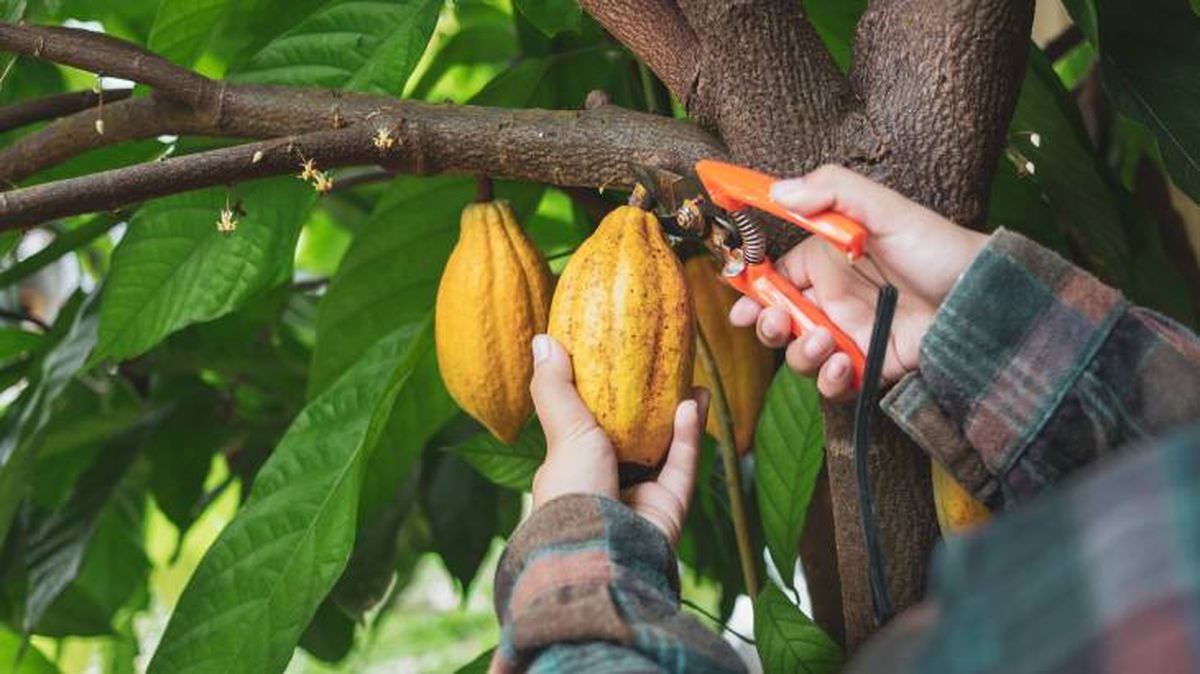 origen del cacao y chocolate
