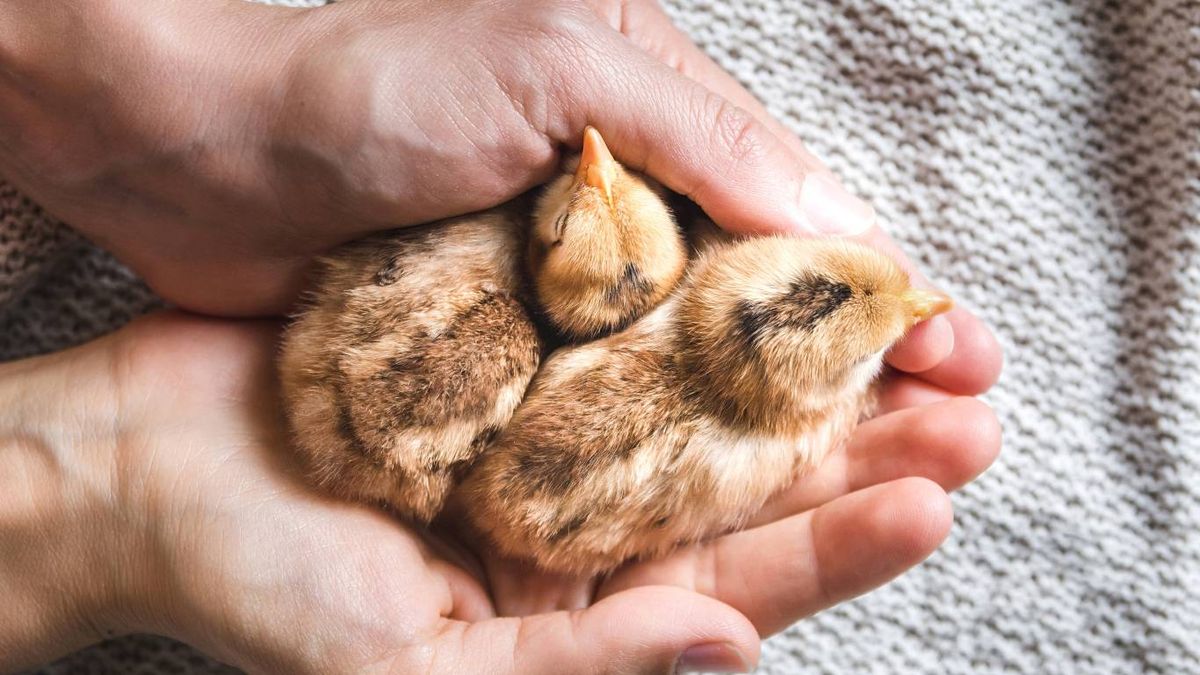 ¿Los pollitos reconocen a las personas?