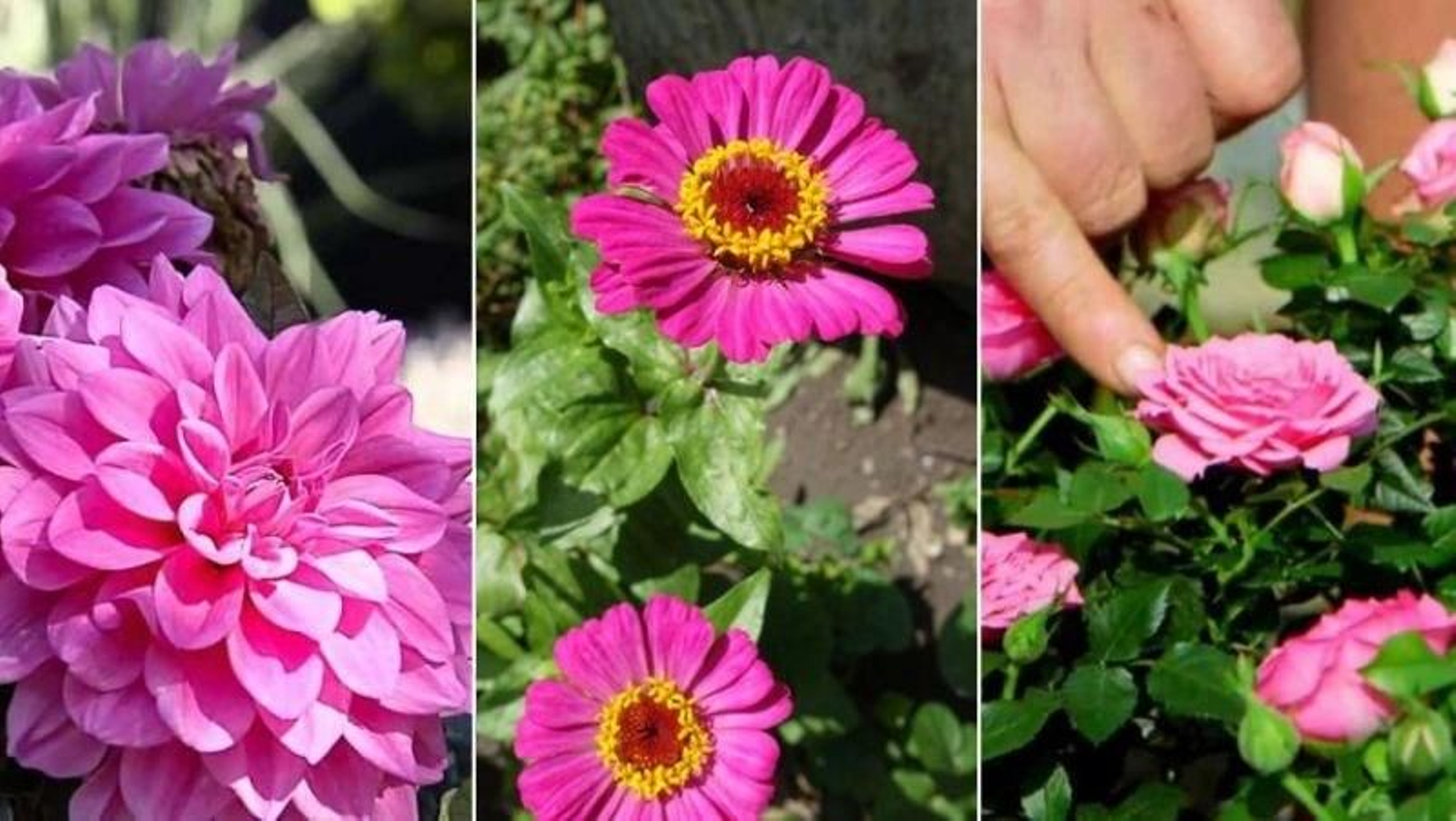 De izq. a drcha.: dalia, zinnia y rosa pitiminí De izq. a drcha.: dalia, zinnia y rosa pitiminí
