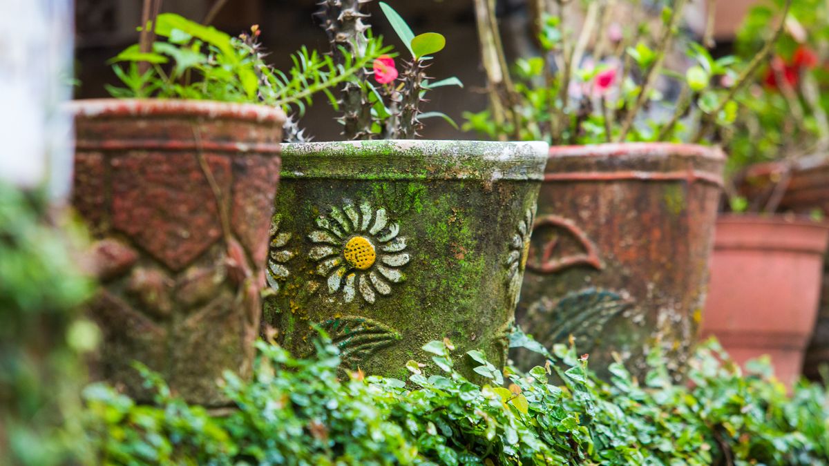 Tu jardín es también una expresión de tu estilo personal