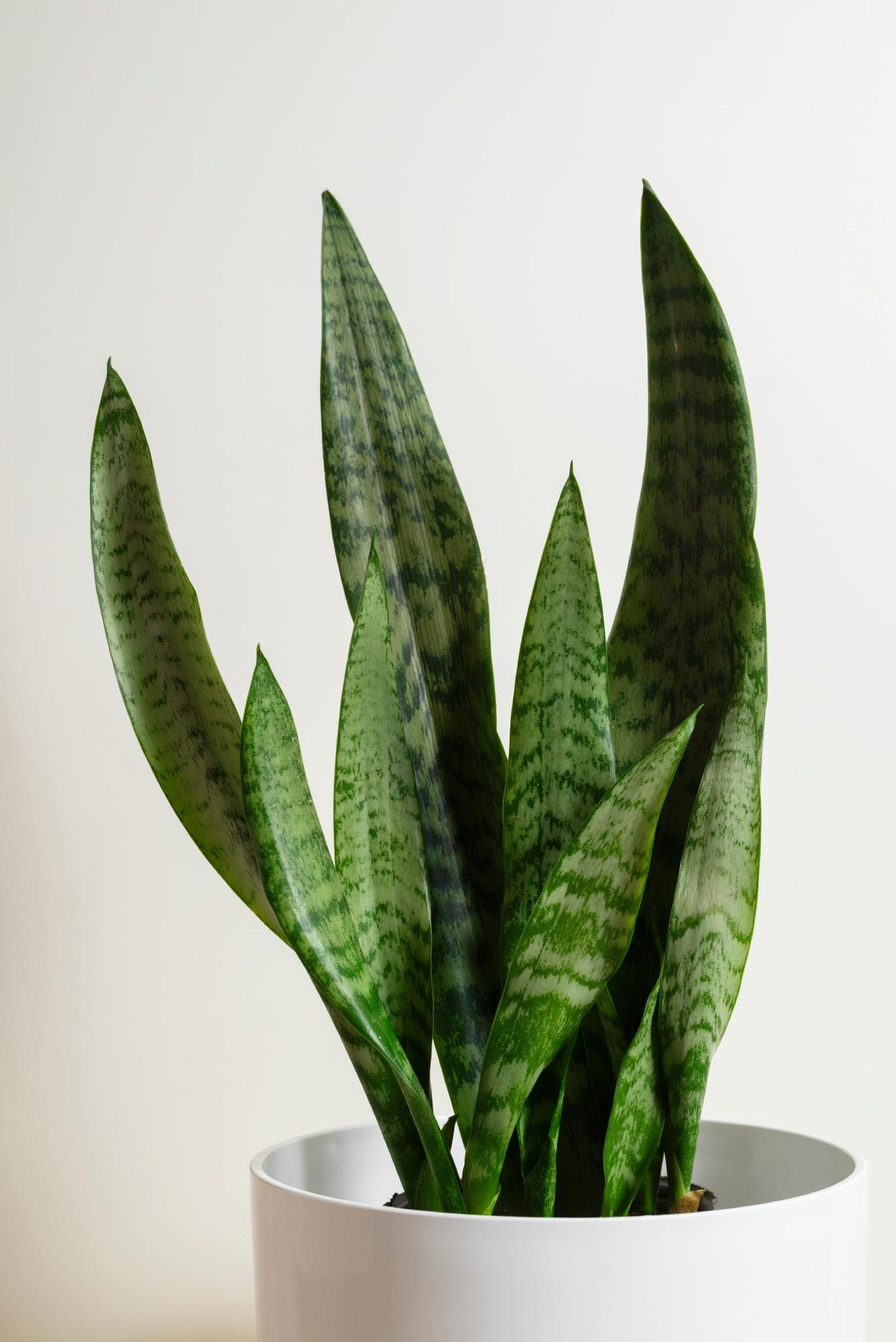 Sansevieria trifasciata.