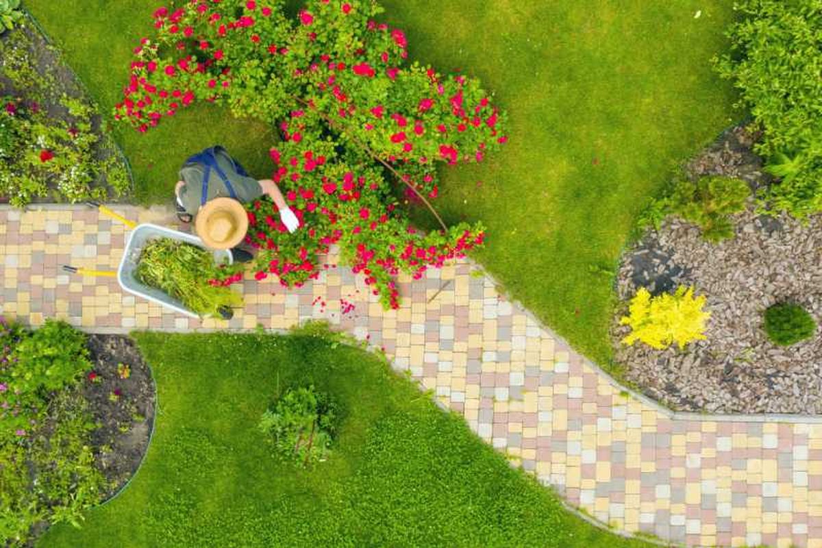 Los recortes de césped pueden usarse como mantillo