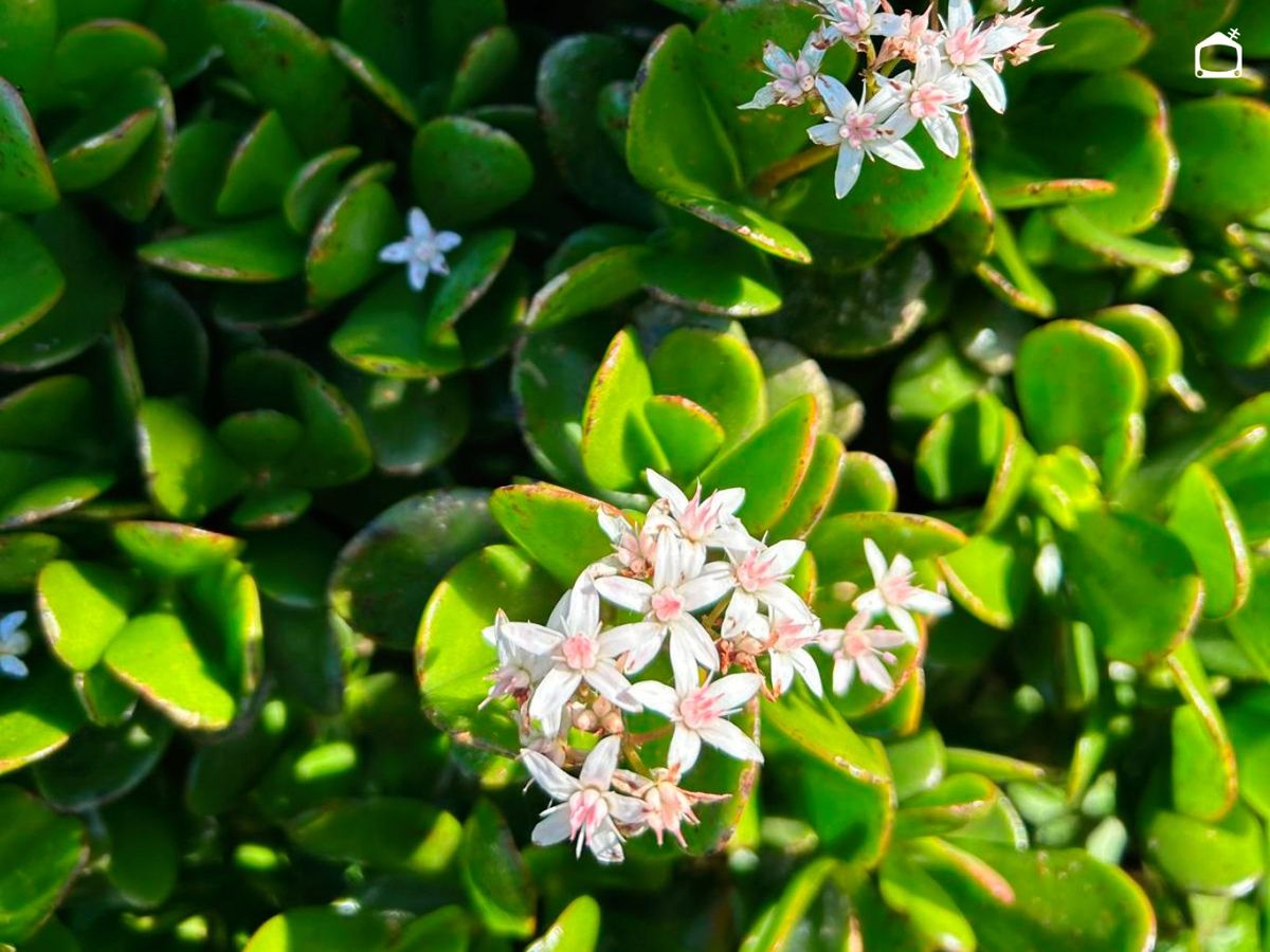 Crassula ovata.