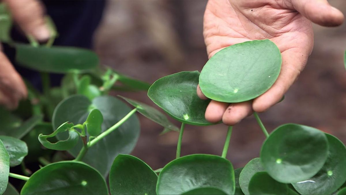 brico 1009 jardin briconsulta planta china del dinero