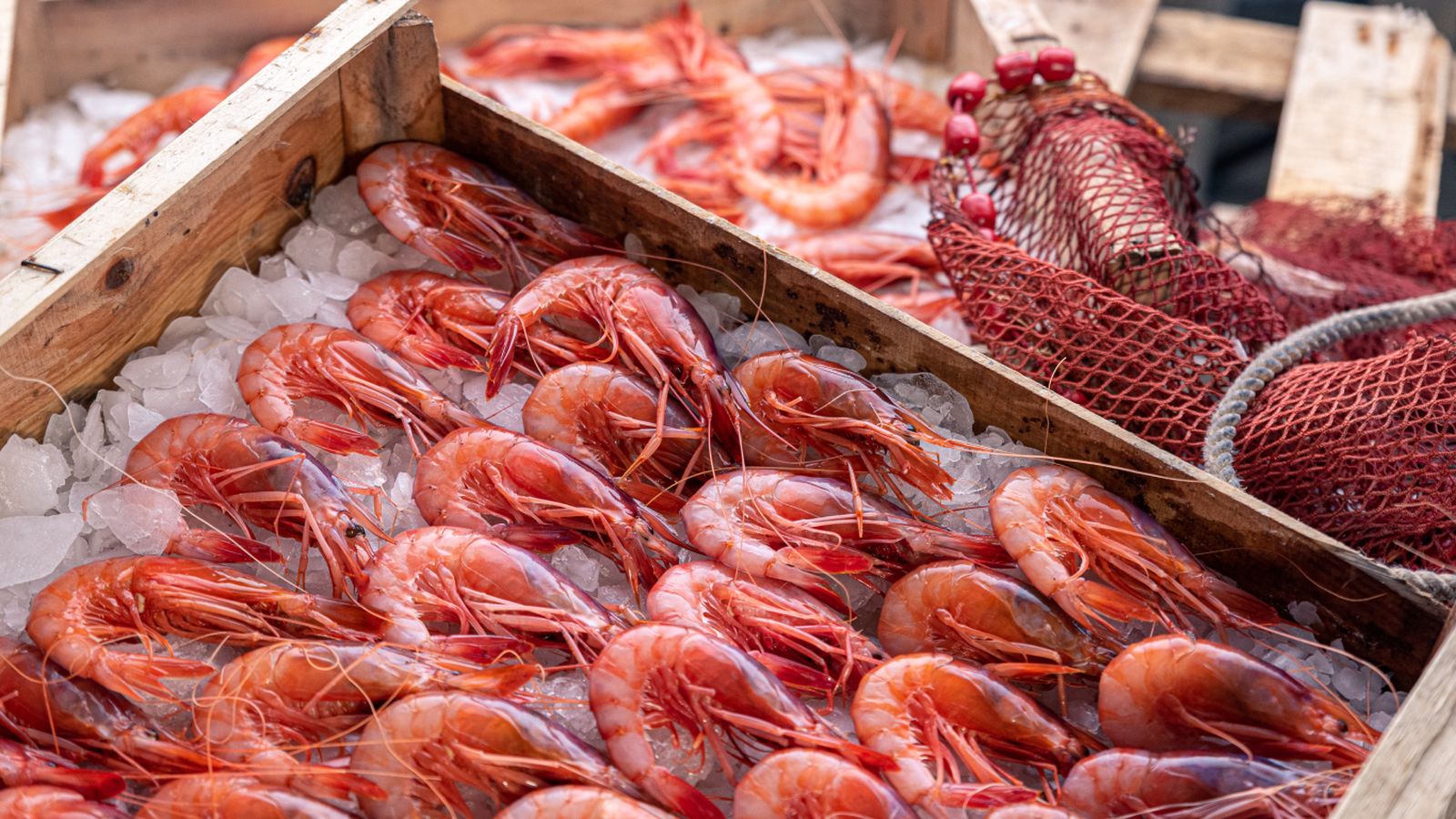 Gambas rojas de Garrucha alineadas sobre hielo tras la subasta en lonja.