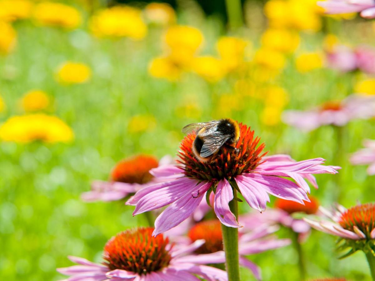 La primavera es una gran oportunidad para incorporar plantas perennes y hortalizas.
