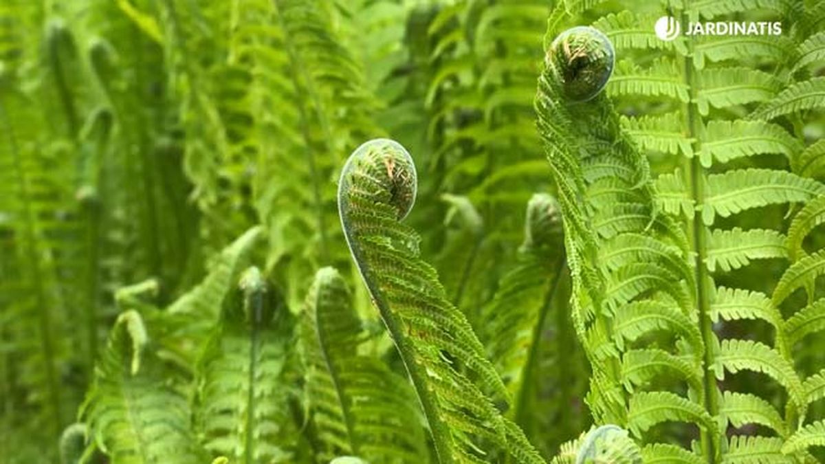 Helecho matteuccia struthiopteris