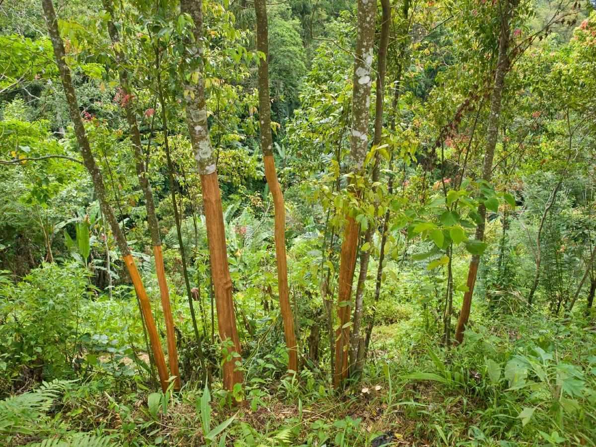 De este árbol, el canelo, lo que se emplea es la capa interior de la corteza