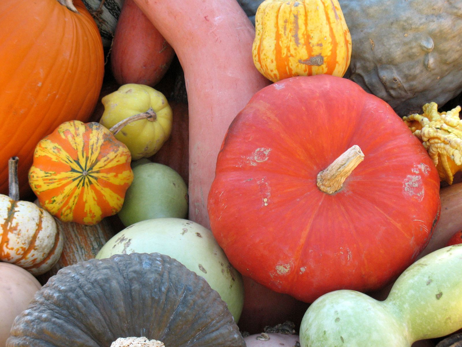calabazas calabazas