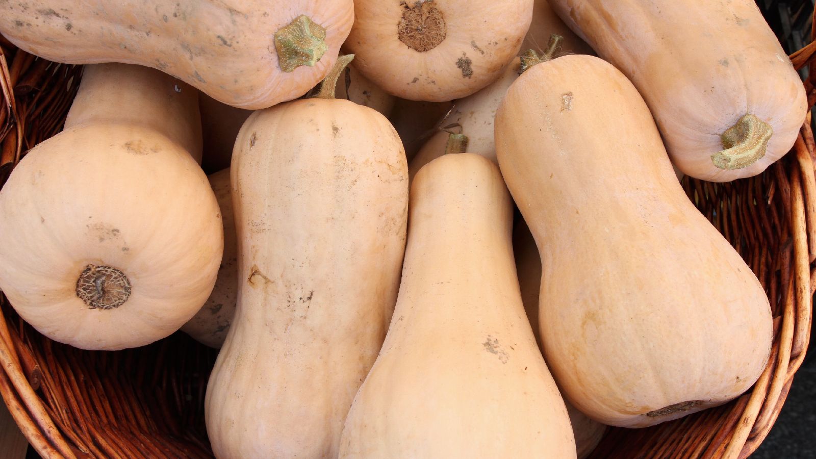 Este tipo de calabaza recuerda en forma a un cacahuete o un violín
