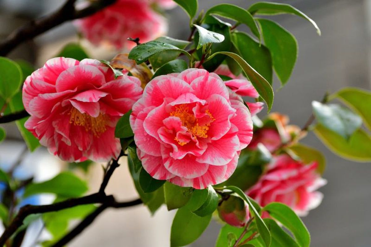 Camellia japonica
