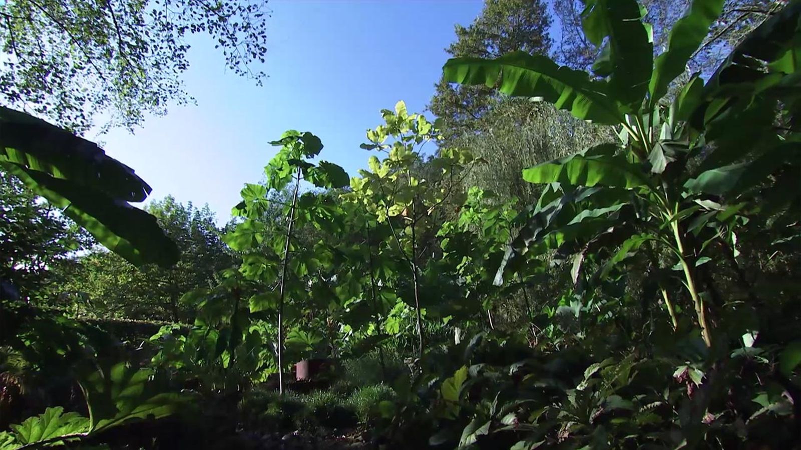 deco 750 jardin Paulownia tomentosa jardin lurgarden deco 750 jardin Paulownia tomentosa jardin lurgarden