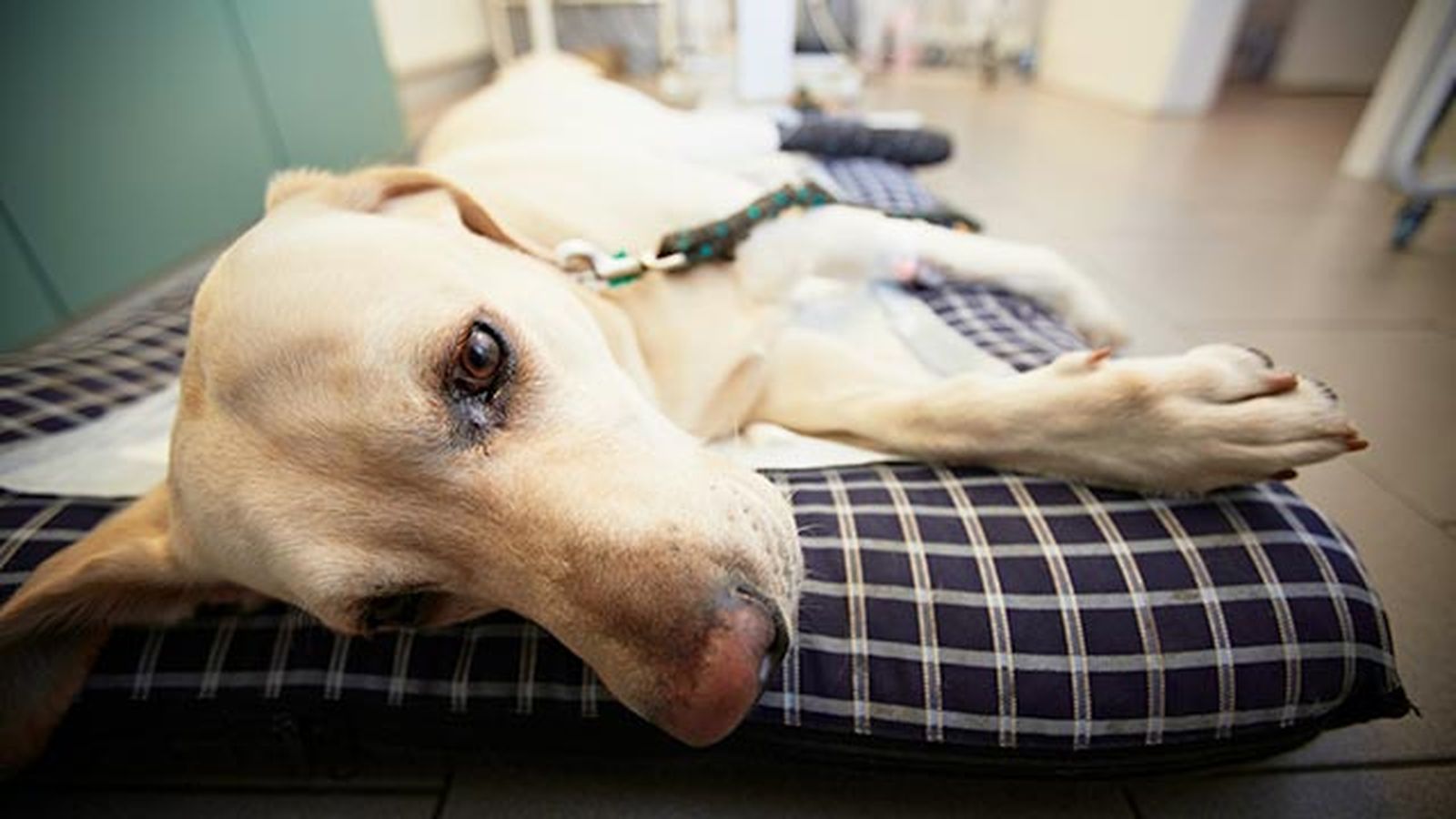 desparasitar mascota mensualmente 1 perro enfermo desparasitar mascota mensualmente 1 perro enfermo