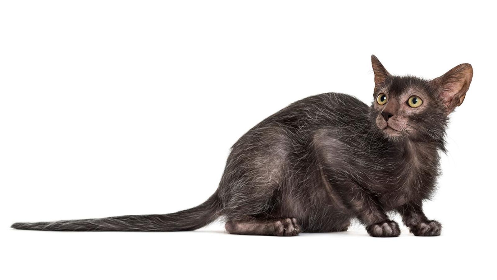 lykoi gato lobo 4 lykoi gato lobo 4