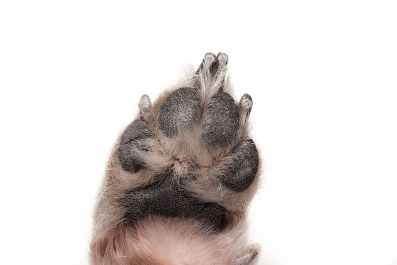 Cuando no sea posible evitar las aceras y el asfalto, podemos recurrir a unos botines para perros Cuando no sea posible evitar las aceras y el asfalto, podemos recurrir a unos botines para perros