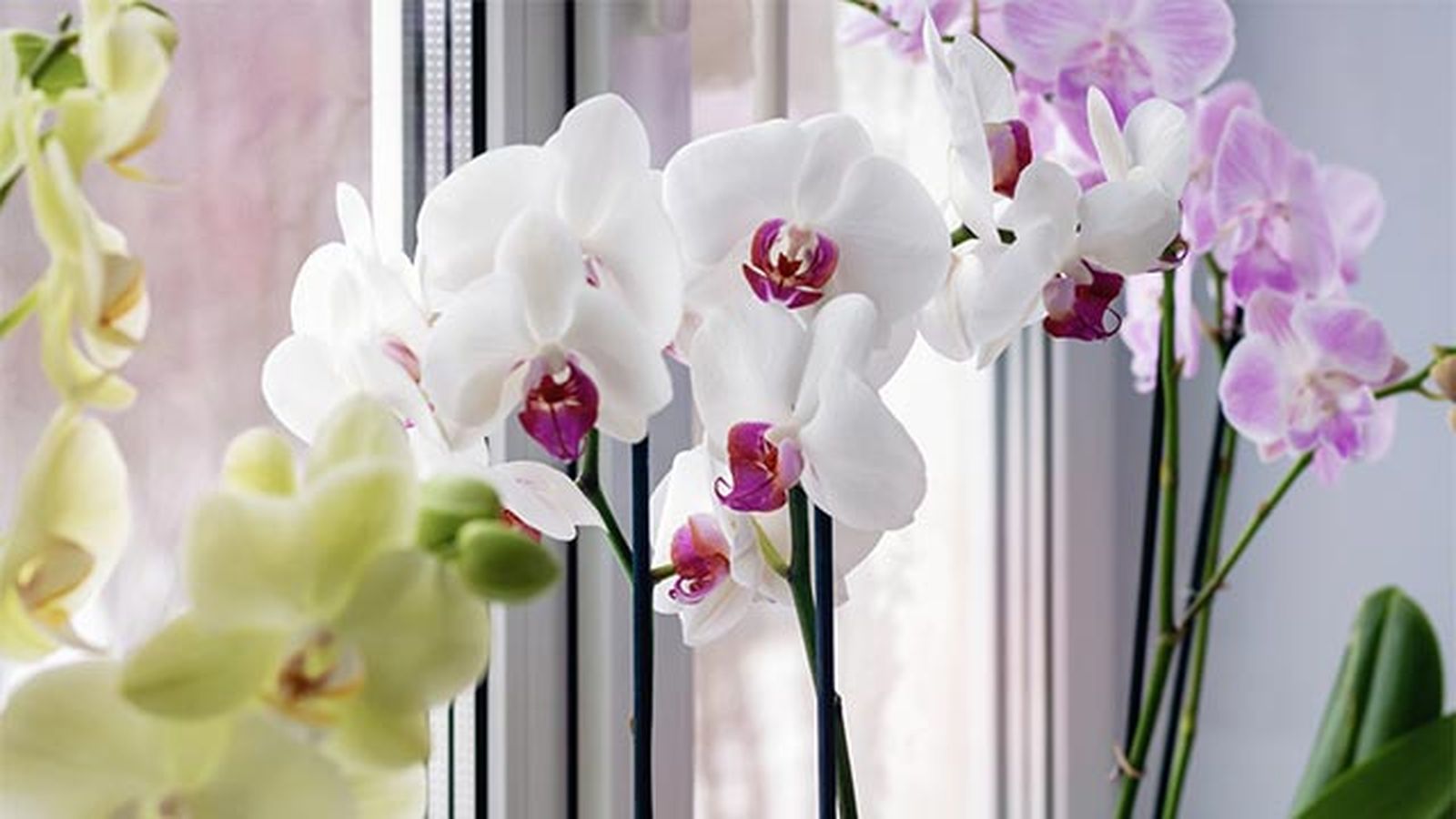 Orquídea blanca cerca de la ventana Orquídea blanca cerca de la ventana