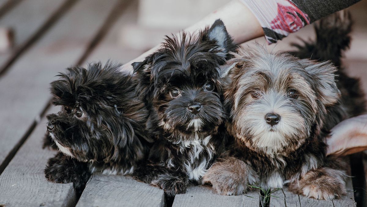 razas perros pequeños portada listado