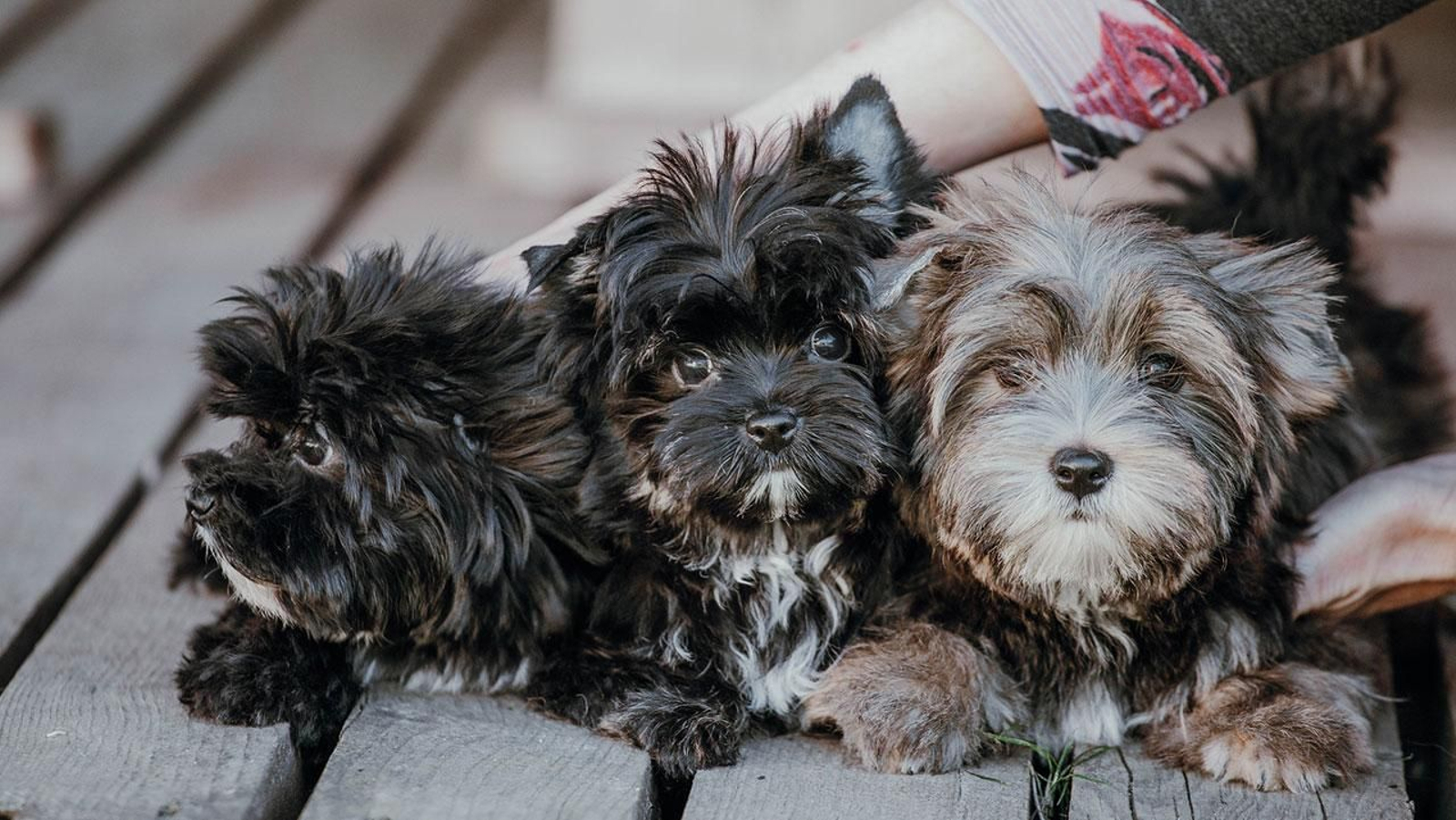 razas perros pequeños portada listado